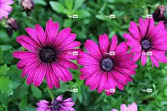 花朵 花园玛格丽特 花壁纸 盛开 花瓣 花园 花卉背景 自然