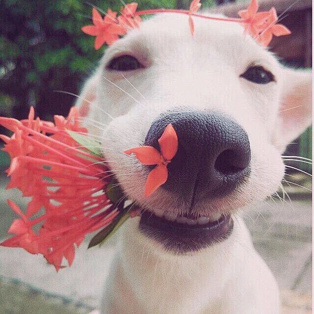 会笑的狗与花