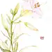 《 百 合 》