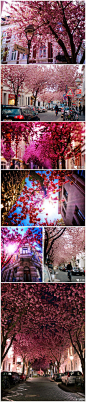 花瓣网#花瓣爱旅行#德国小镇波恩是个极具田园风情的城市，至今仍保持着自然的乡村风貌。这里有和其他欧洲小镇一样美丽的教堂、博物馆、民居但就绝对找不到一盏红绿灯。著名的樱花大道Heerstraße两旁种植着数不清的樱花让人流连忘返，浓浓的欧式浪漫情怀！冬天已经来了，春天还会远吗→