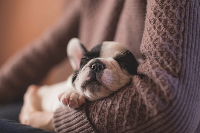 White and Black Pupp...