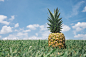 General 5330x3553 pineapples grass