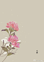 #365天生日花#  2月22日 木槿 (Rose of Sharon) 
花语 ：织美 ​​​​
