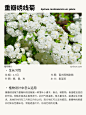 本期更新： #钓钟柳#东方狼尾草#重瓣绣线菊#大丽花#地被植物