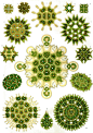 Pattern / Ernst Haeckel