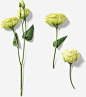 花朵装饰素材图案免抠素材_新图网 https://ixintu.com 花朵 花瓣 叶子 光泽 线条 绿色 植物 装饰 阴影 投影 渐变 纹理 纹路