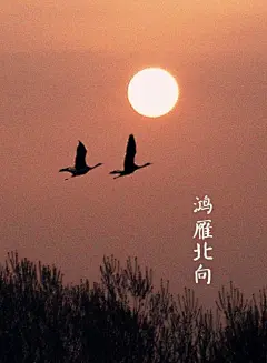 4、【中国节气：雨水】—— 鸿雁北向//
冷意渐消，柳丝吹绿。水獭祭鱼，鸿雁北向，草木萌动。畦冰成水，水绿阶青。枝梅迟暮，素衣怅卧。据《月令七十二候集解》中说：正月中，天一生水。春始属木，然生木者必水也，故立春后继之雨水。且东风既解冻，则散而为雨矣。