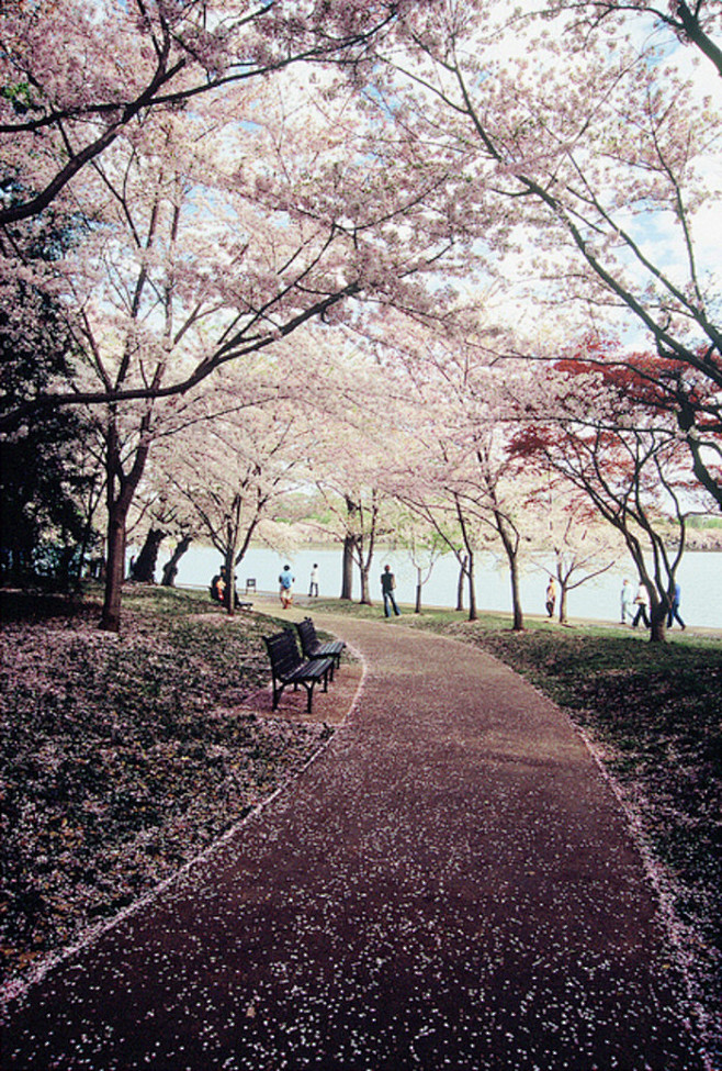 Tidal Basin, Washing...