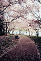 Tidal Basin, Washington, USA(by Lindeberg Feller）。美国华盛顿潮汐湖位于国家广场西南，湖边栽种着从日本引进的几千棵樱花树，这里的吉野樱花花朵大，且先开花后长叶，观赏樱花的的效果甚至比在日本还强。每年三月下旬，美国华盛顿一年一度的樱花节就开始了。从广场隔湖相望的是宁静典雅的杰斐逊纪念堂，湖中亦可泛舟。 #美景# #攻略# #古镇# #国外# #景点#