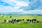 Happy Cows by Todd Klassy on 500px