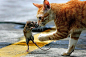 2010国际新闻摄影比赛获奖作品《致命邂逅》：2009年8月18日，在广东省珠海美景花园小区门口，一只老鼠遇到一只花猫，但花猫并没有立刻捕杀老鼠，而是与它在街边上演了戏剧性的一幕。