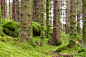 Mossy Forest by Eirik Sørstrømmen on 500px