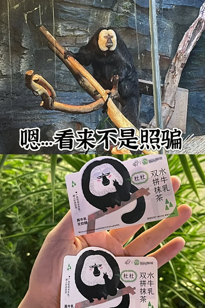 南京遛娃｜终于见到红山动物园男明星杜杜 ...