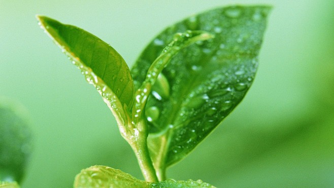苹果MAC高清绿色植物护眼电脑桌面壁纸（...