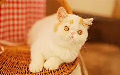 可爱萌宠小猫咪图片桌面高清电脑壁纸