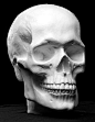 Human Skull Plaster Anatomical Reference Cast