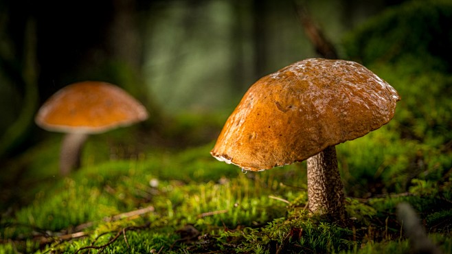 Photograph Mushrooms...