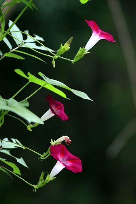 牵牛花 #采集大赛#
