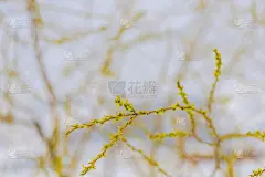春天的风景