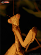 螳螂摄影图片素材