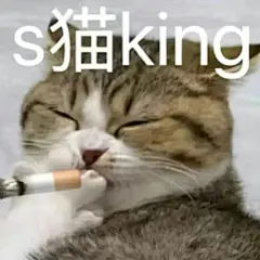 小猫咪表情包 - 小红书