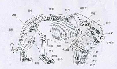 动物骨骼画法_好搜图片