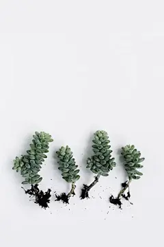 小清新植物图片手机壁纸