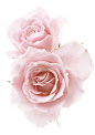玫瑰花