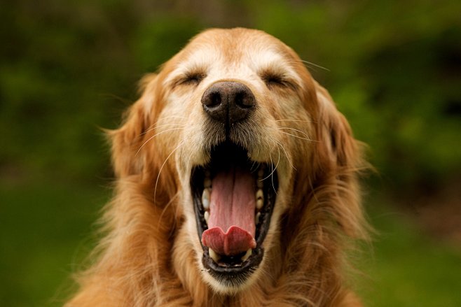 GTY_yawning_dog_dm_1...