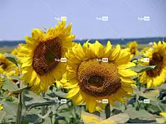 向日葵 原野 乡村的 向日葵的字段 花卉背景 花壁纸 夏天 农业