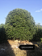 丛生桂花4.5m