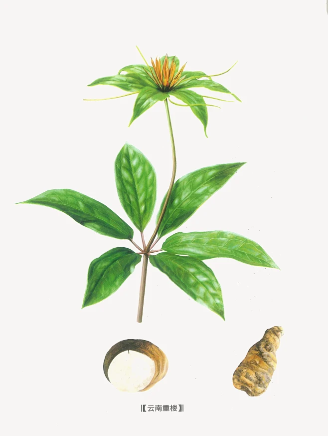 重楼-花瓣网