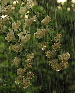 木石白头采集到雨