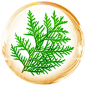 侧柏叶
