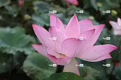 莲花 花 美丽的花朵 花卉背景 植物 粉红色的花 花瓣 花壁纸