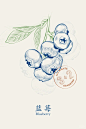 复古标签系列｜版画水果｜植物图鉴｜蓝莓 - 小红书