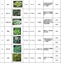 橘子时空采集到玉簪品种