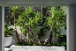 Rose Bay Residence : ROSE BAY RESIDENCE Landscape Architecture Horticulture: Secret Gardens Architect: Bruce Stafford Architects This project was a collaboration with Bruce Stafford Architects. Secret Gardens has been developing this harbourside garden ov