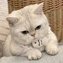 猫咪头像 - 高清图片，堆糖，美图壁纸兴趣社区