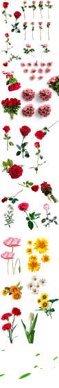 免抠玫瑰花透明花朵素材