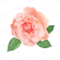 粉色盛开的玫瑰花元素