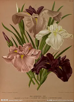 【复古手绘花卉 —— 鸢尾花】