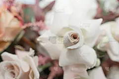 特写新鲜的白玫瑰花与模糊的背景。