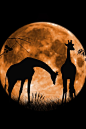 Giraffes at Full Moon    在满月的长颈鹿