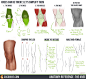 Anatomy Reference: The Knee by CGCookie