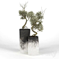 Olive_Tree_III