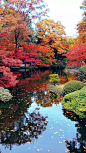 日本的枫是五彩斑斓的