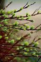 seasonalwonderment:Leaves Budding out on the TreesA wonderful time of the year