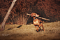 red hunter by Brezhneva Natalya on 500px
