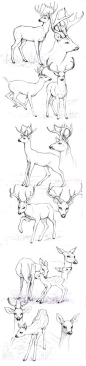 sketches_deers by Anisis on deviantART Different look for antlers.